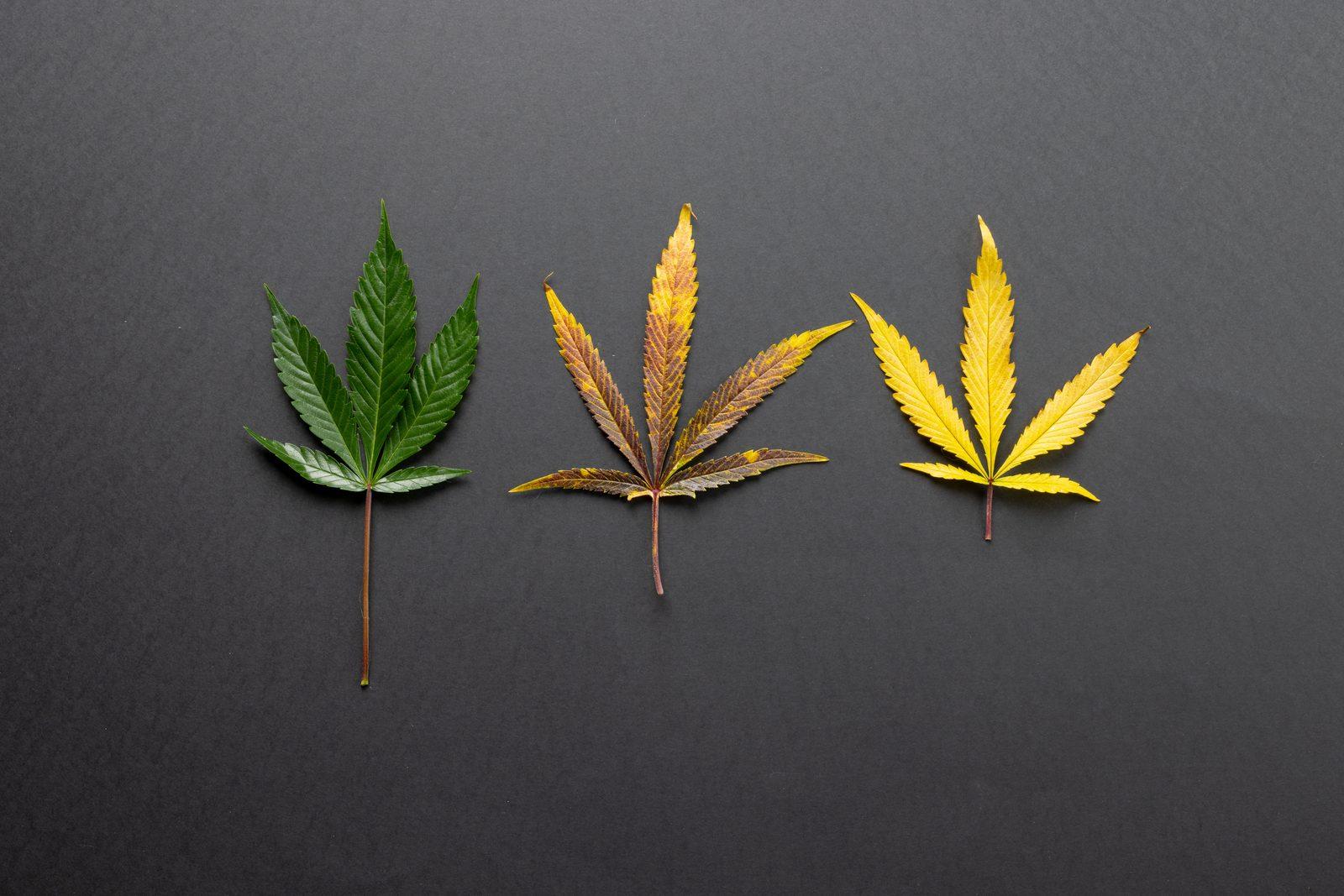 Colorful autumnal leaves against a dark background