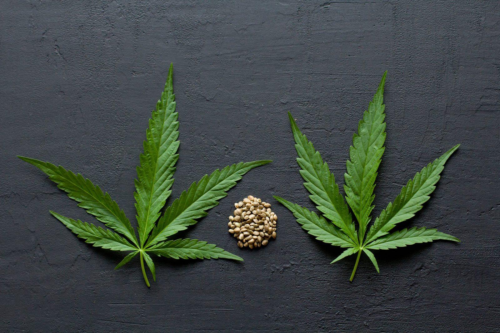 Green leaves and seeds on a dark background