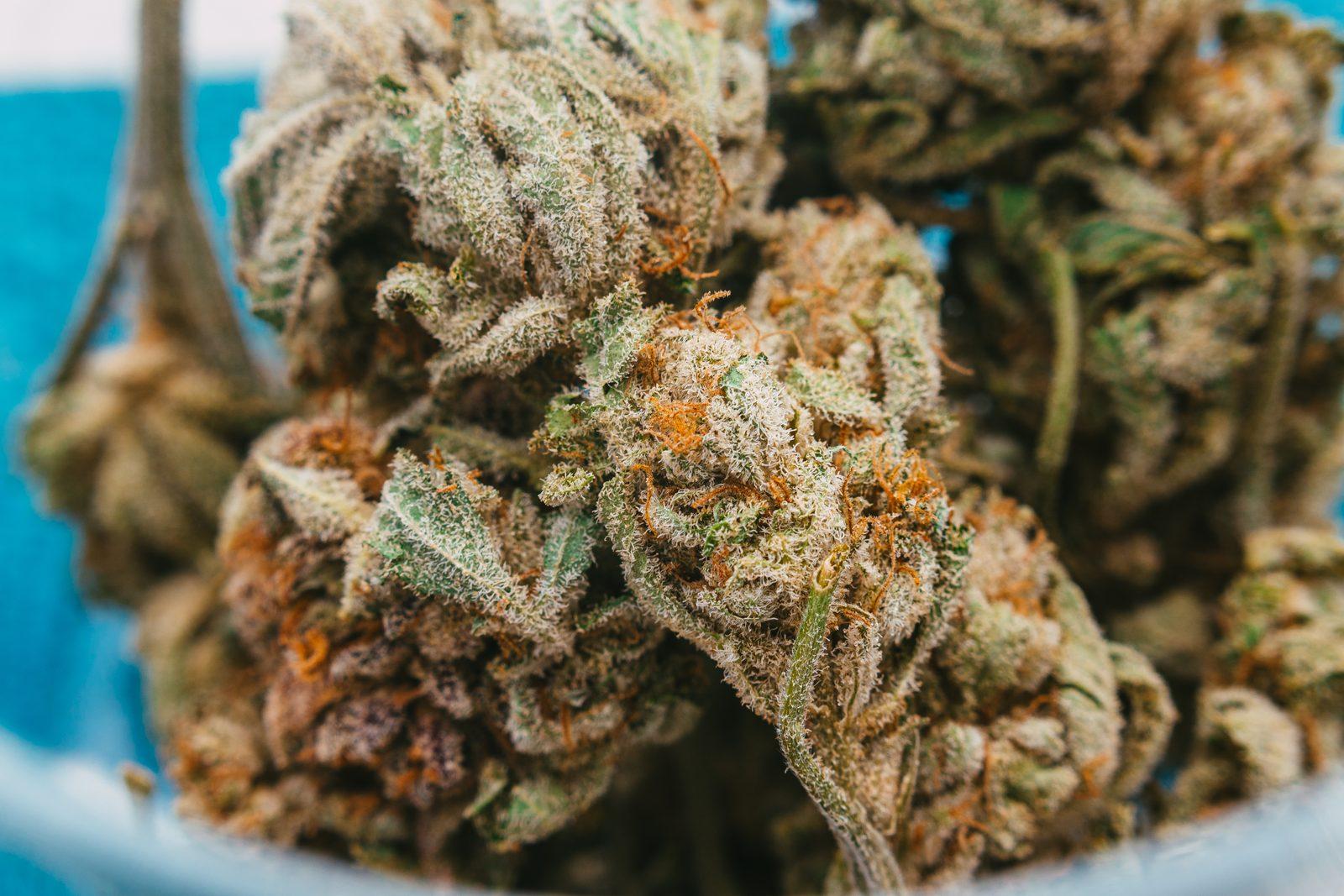 Best Cannabis Strains in Agawam, MA: Indica, Sativa & Hybrid