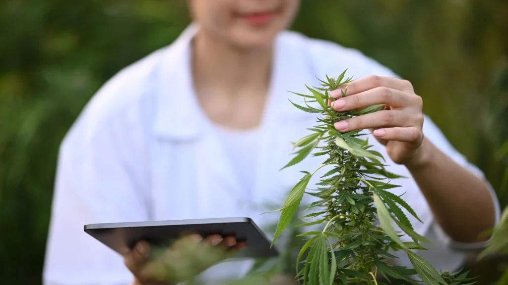 Safe Practices for Buying Weed Online in Massachusetts